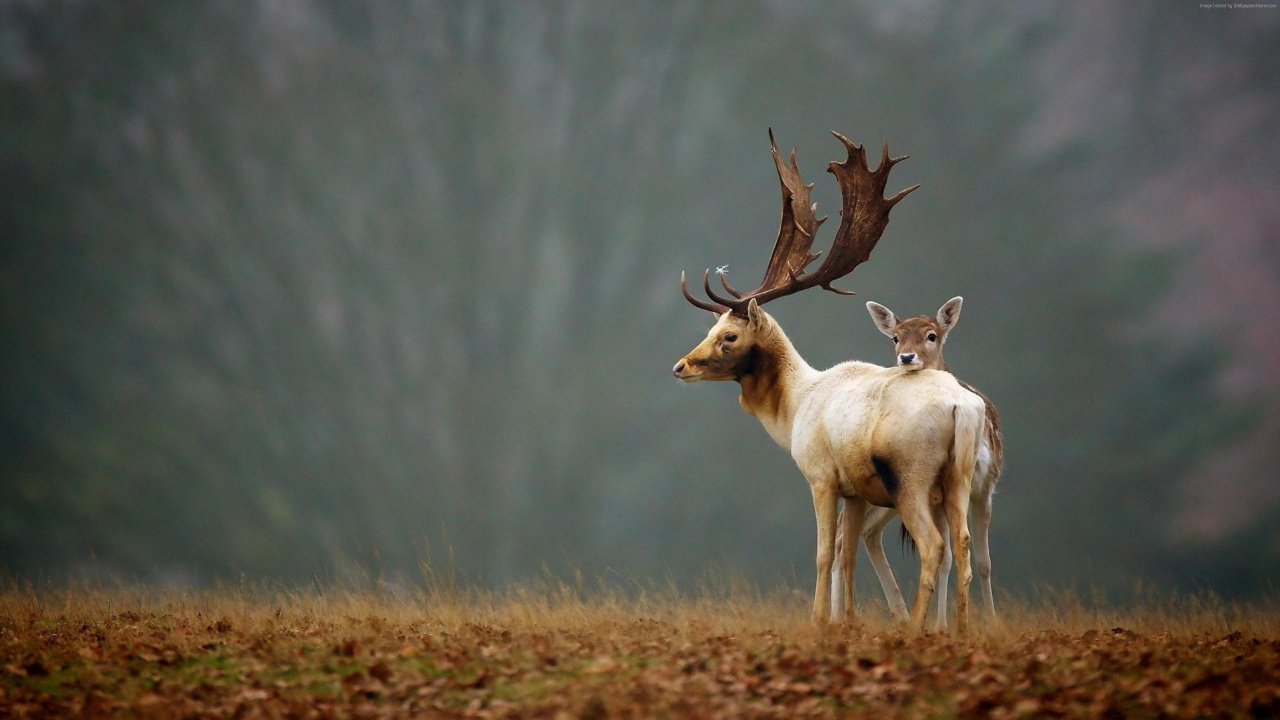 Cerf Blanc et Brun Sur Terrain D'herbe Brune. Wallpaper in 1280x720 Resolution