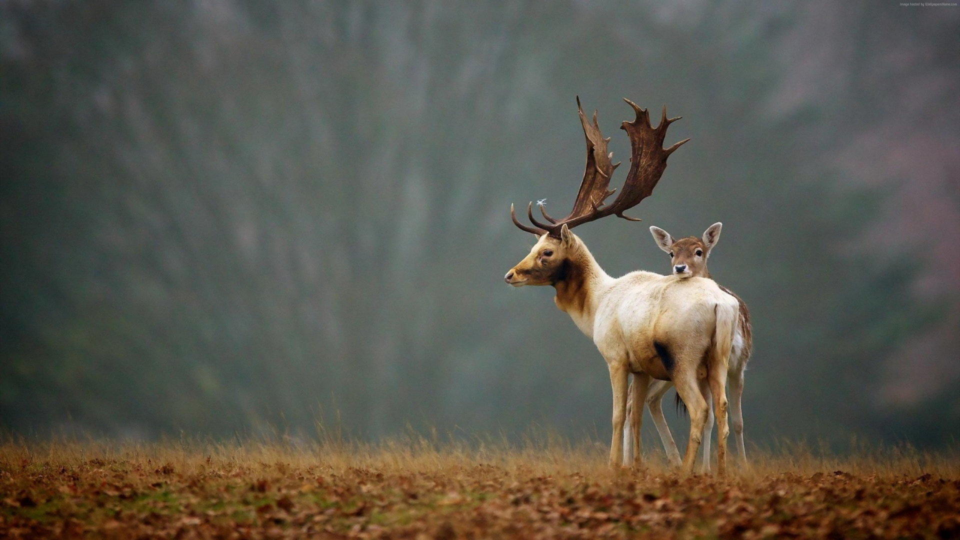 Cerf Blanc et Brun Sur Terrain D'herbe Brune. Wallpaper in 1920x1080 Resolution