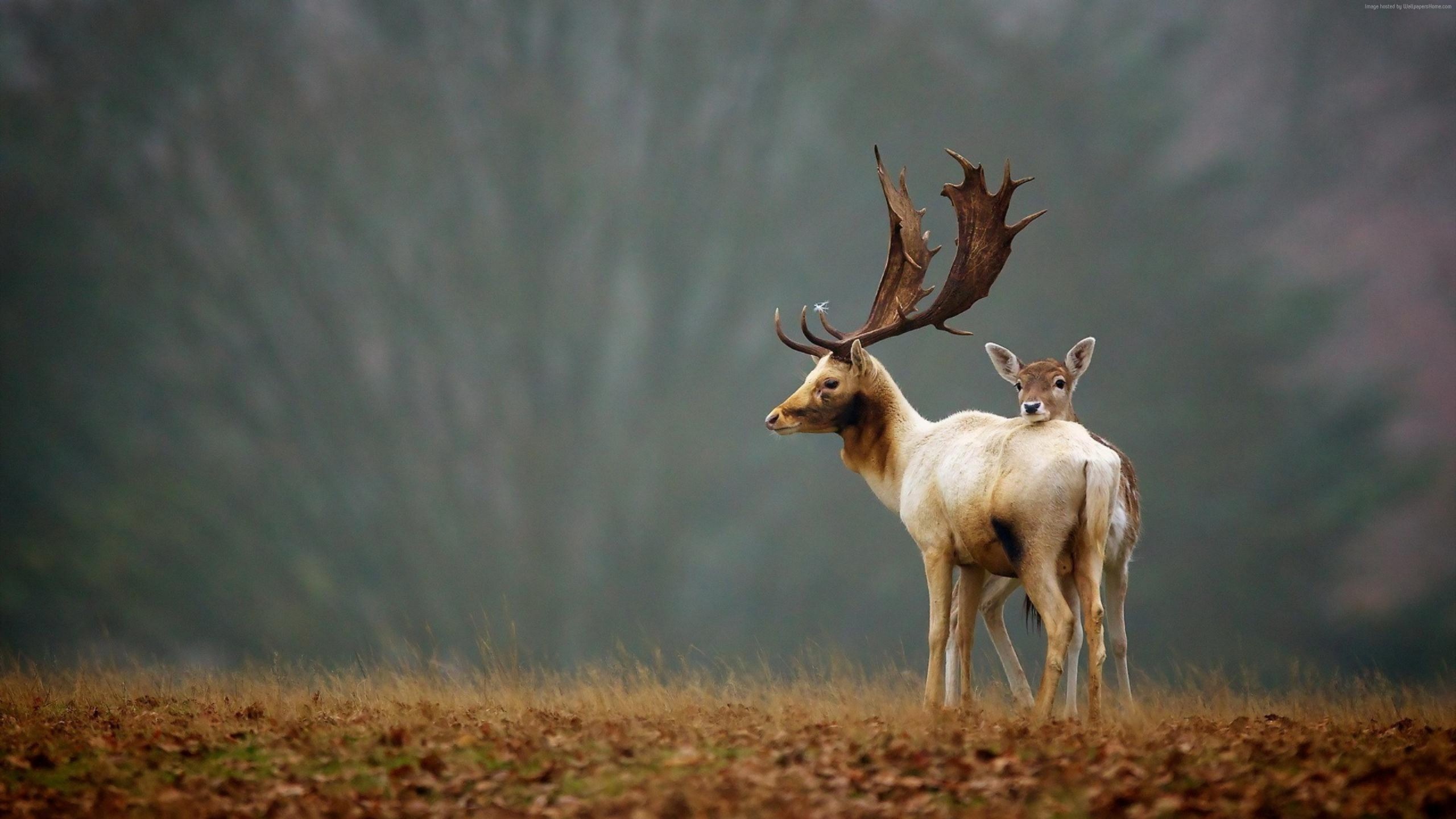 White and Brown Deer on Brown Grass Field. Wallpaper in 2560x1440 Resolution