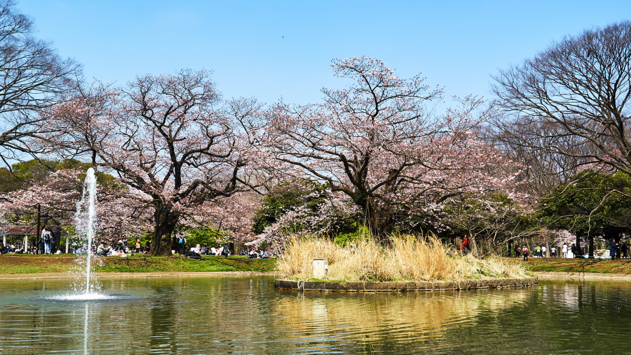 Brown Trees Near River During Daytime. Wallpaper in 1280x720 Resolution