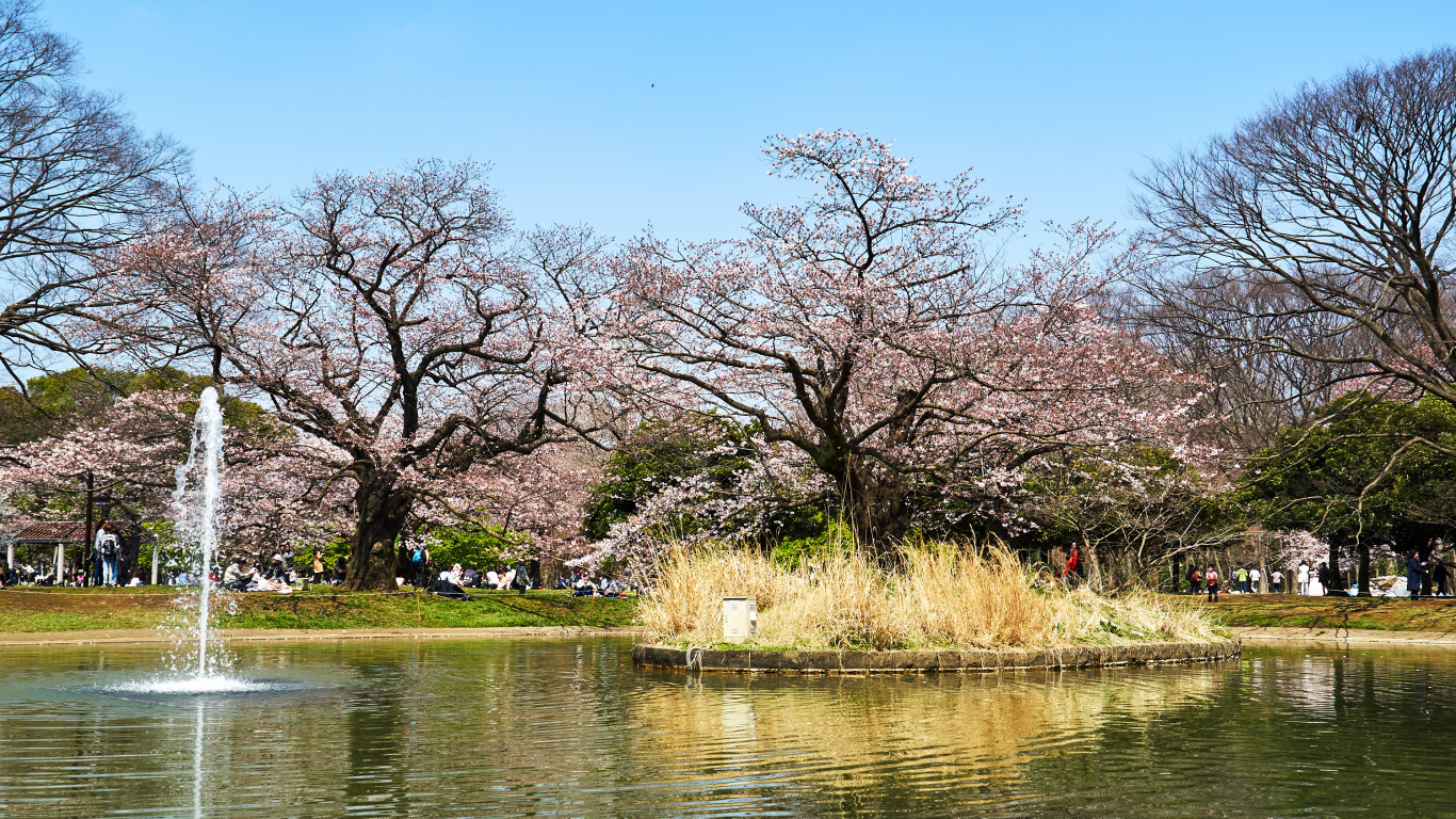 Brown Trees Near River During Daytime. Wallpaper in 1366x768 Resolution