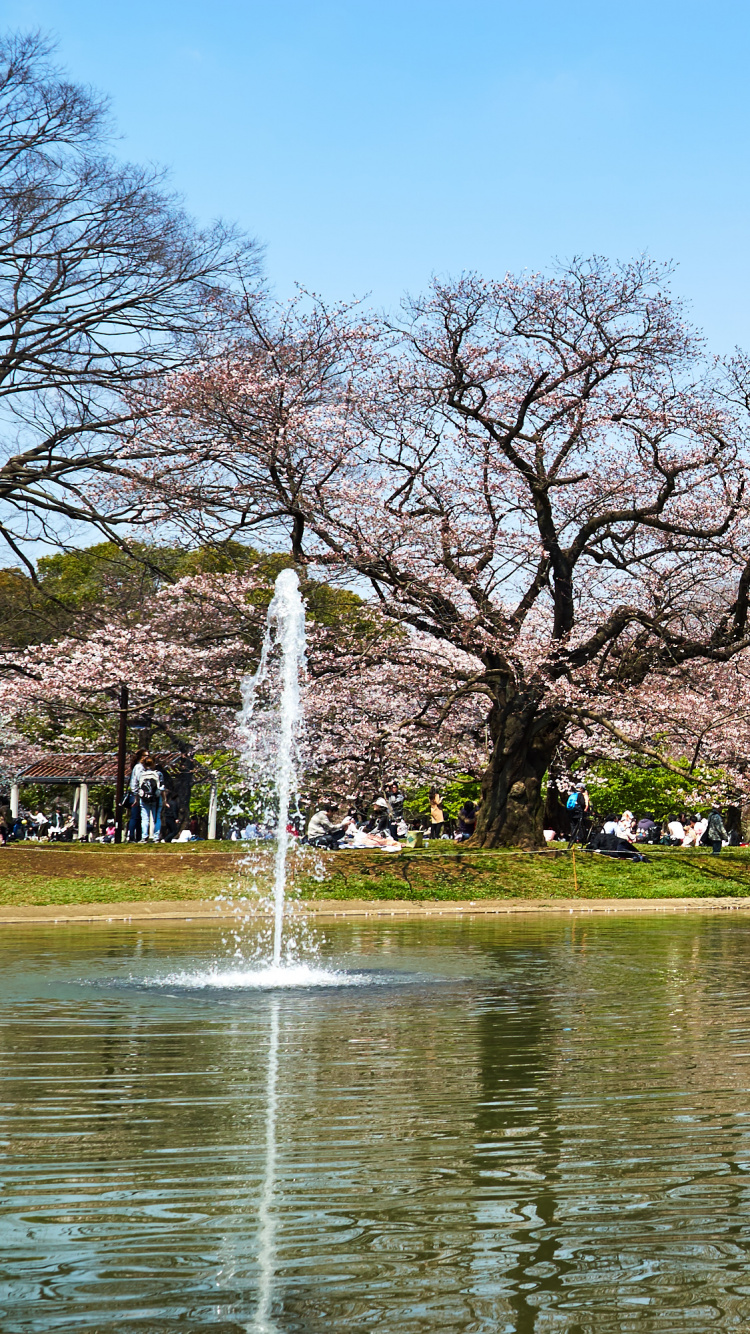 Brown Trees Near River During Daytime. Wallpaper in 750x1334 Resolution
