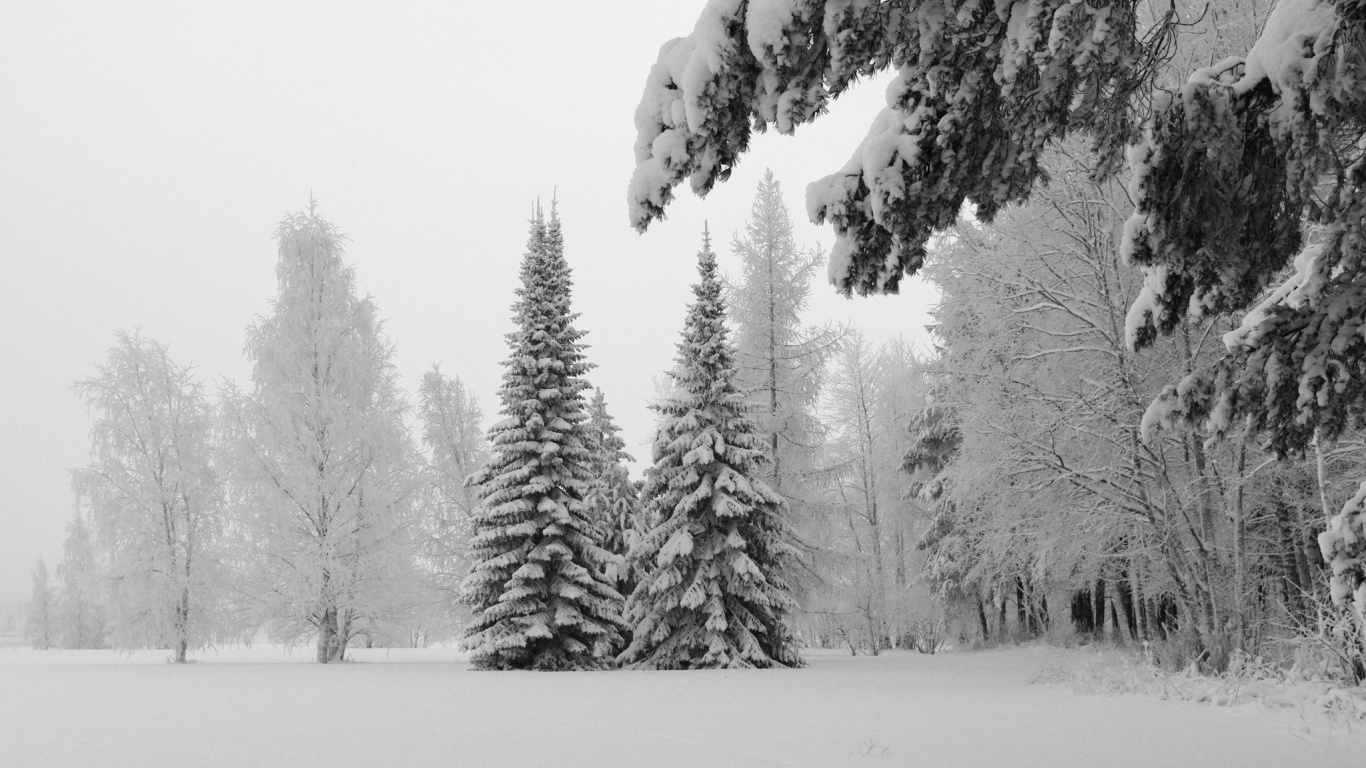 Pinos Cubiertos de Nieve Durante el Día. Wallpaper in 1366x768 Resolution