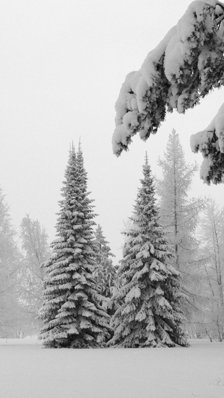Pinos Cubiertos de Nieve Durante el Día. Wallpaper in 750x1334 Resolution