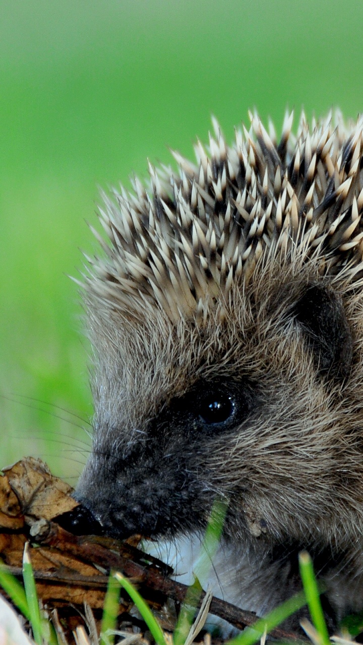 Hedgehog on Brown Dried Leaf. Wallpaper in 720x1280 Resolution