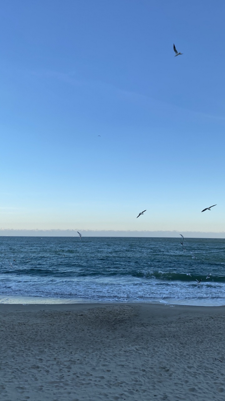 Sea, Beach, Alki Beach, Openstreetmap, Body of Water. Wallpaper in 720x1280 Resolution