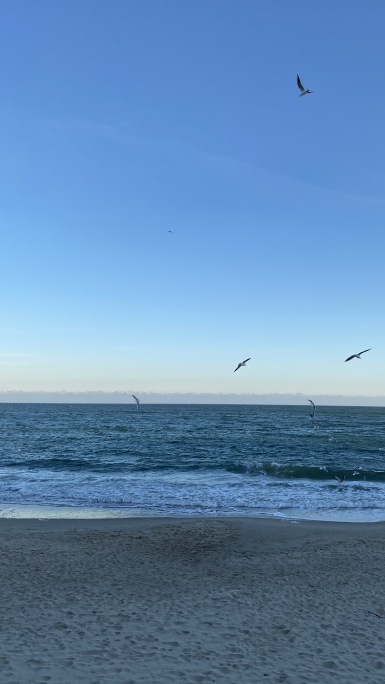 Sea, Beach, Alki Beach, Openstreetmap, Body of Water. Wallpaper in 750x1334 Resolution