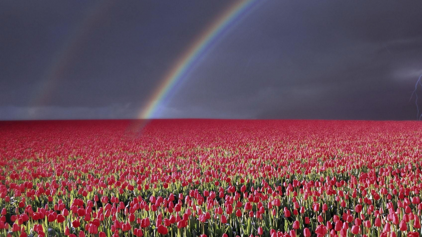 Campo de Flores Rosadas y Blancas Bajo el Arco Iris. Wallpaper in 1366x768 Resolution