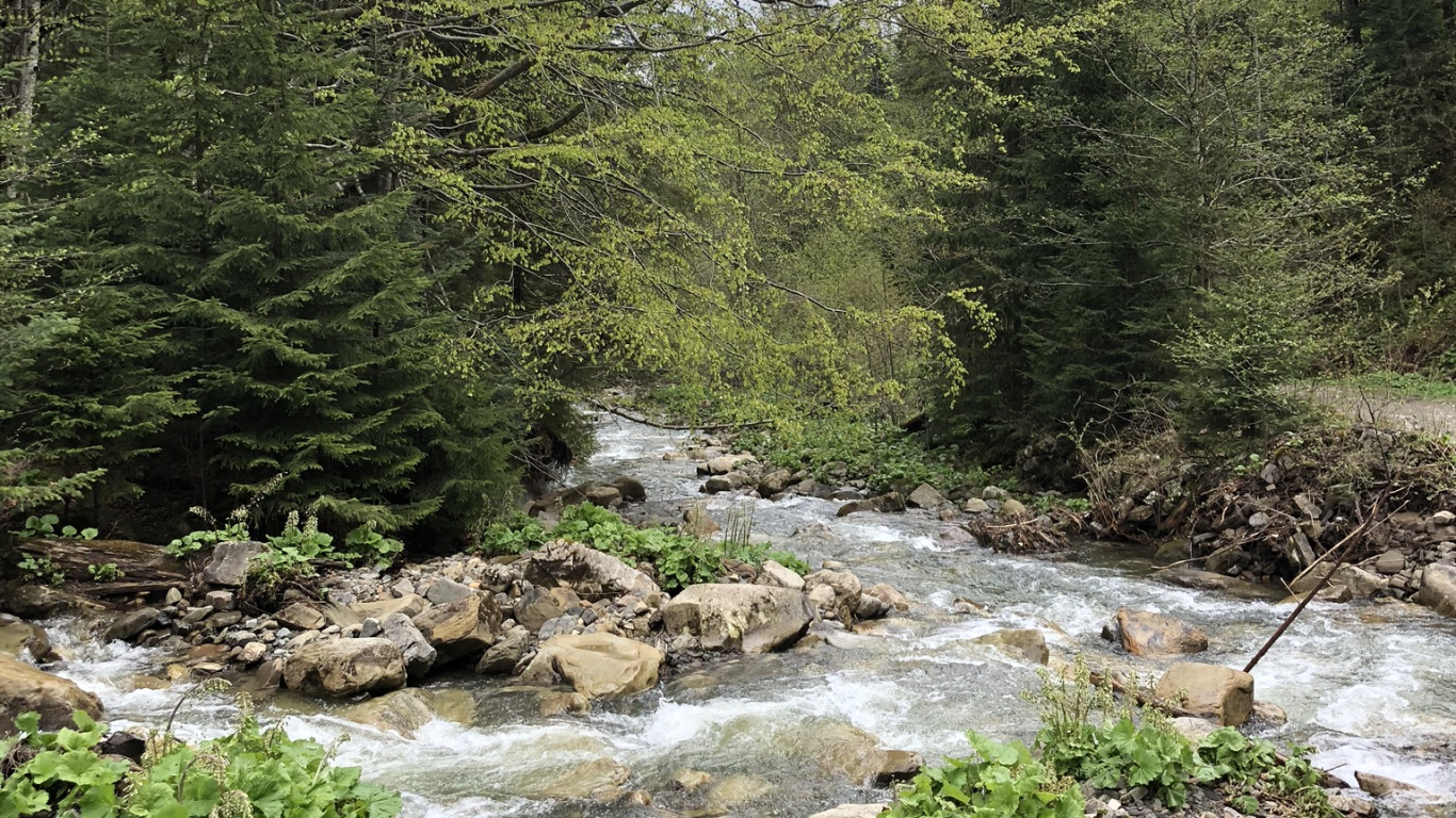 Karpaten, Wildnis, Wasser, Natürlichen Umgebung, Stream Bett. Wallpaper in 1366x768 Resolution