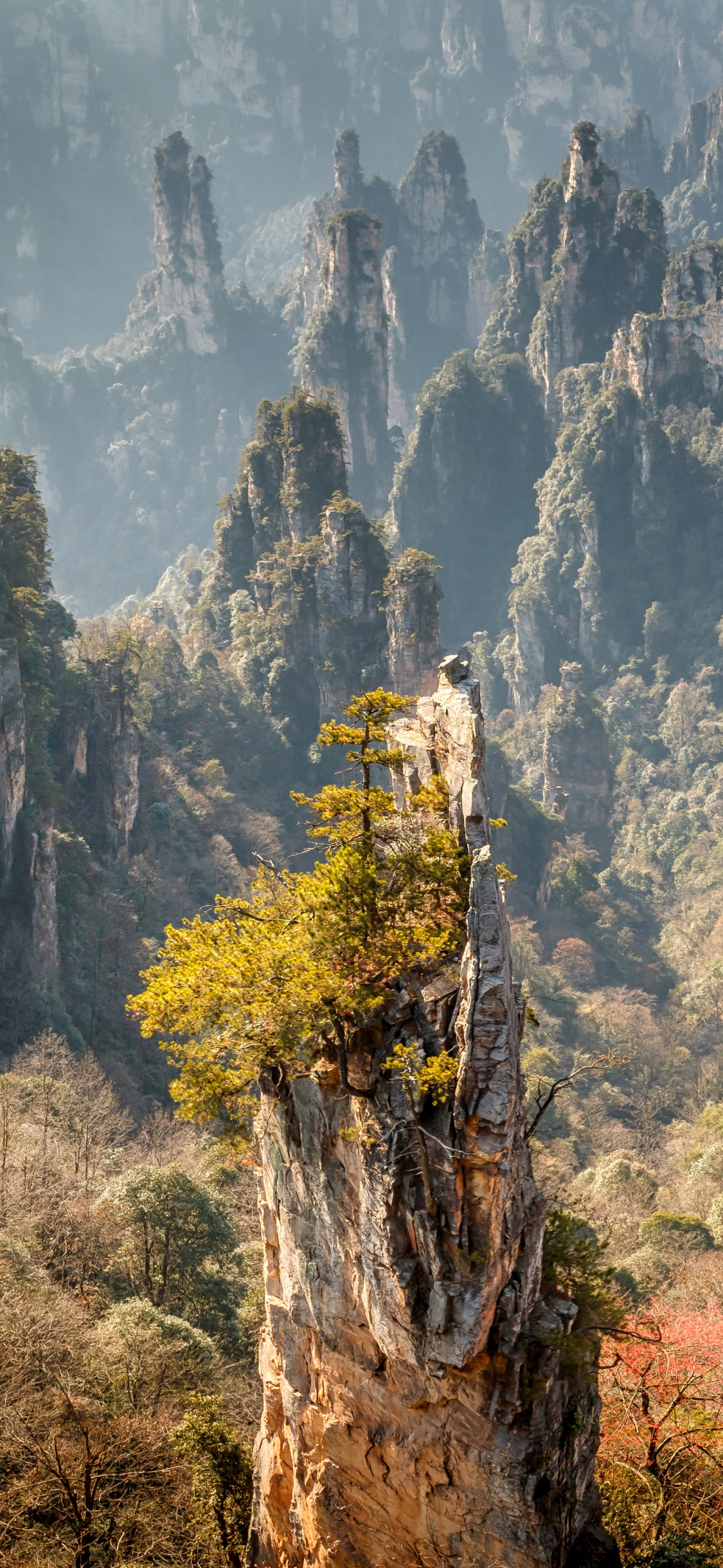 Green and Brown Trees Near Mountain During Daytime. Wallpaper in 1125x2436 Resolution