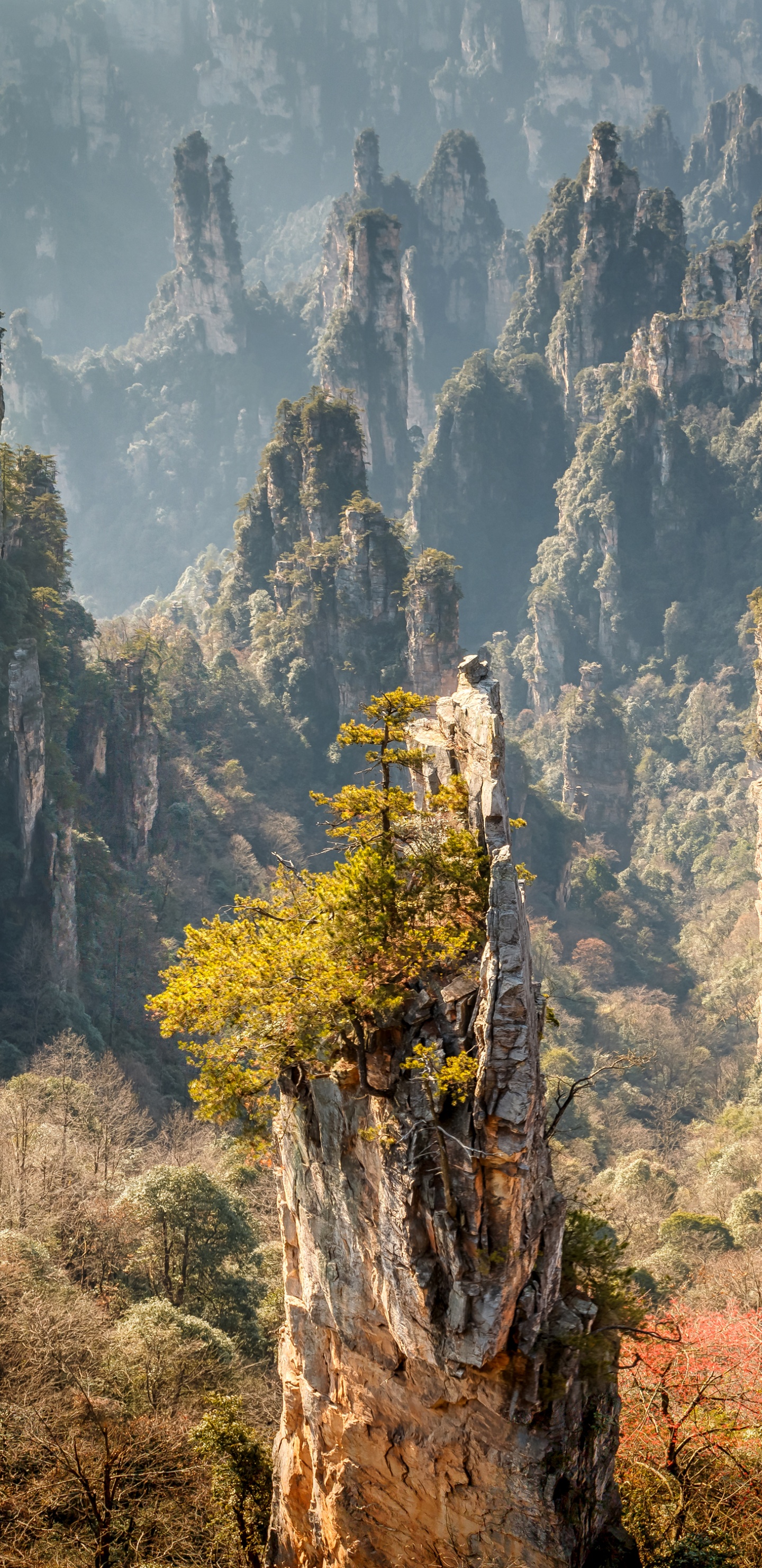 Green and Brown Trees Near Mountain During Daytime. Wallpaper in 1440x2960 Resolution