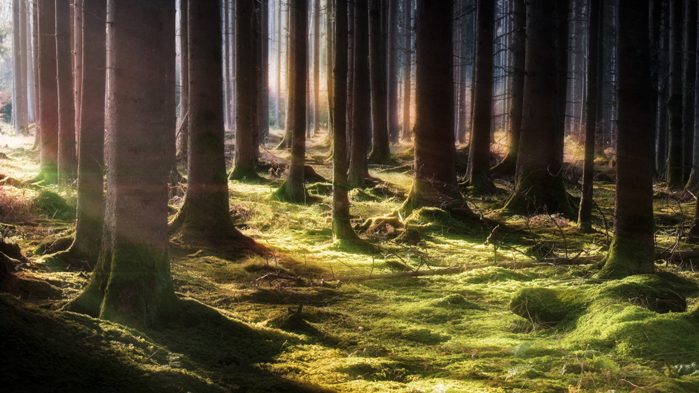 Braune Bäume Auf Grünem Grasfeld Tagsüber. Wallpaper in 1366x768 Resolution