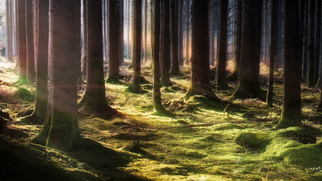 Brown Trees on Green Grass Field During Daytime. Wallpaper in 1280x720 Resolution