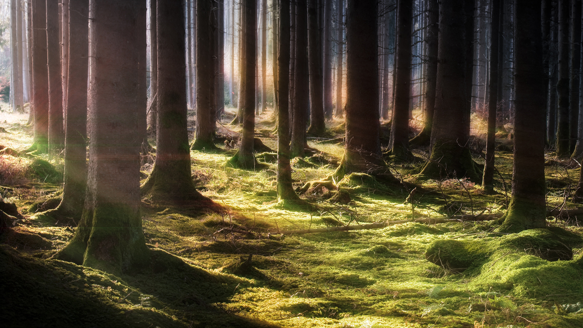 Brown Trees on Green Grass Field During Daytime. Wallpaper in 1920x1080 Resolution