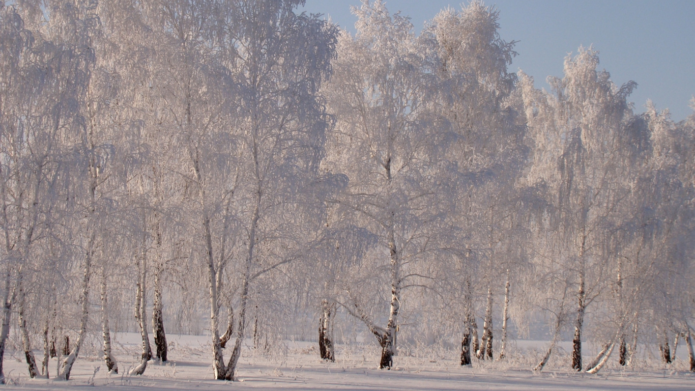 Arbres Blancs Sur un Champ de Neige Blanche Pendant la Journée. Wallpaper in 1366x768 Resolution