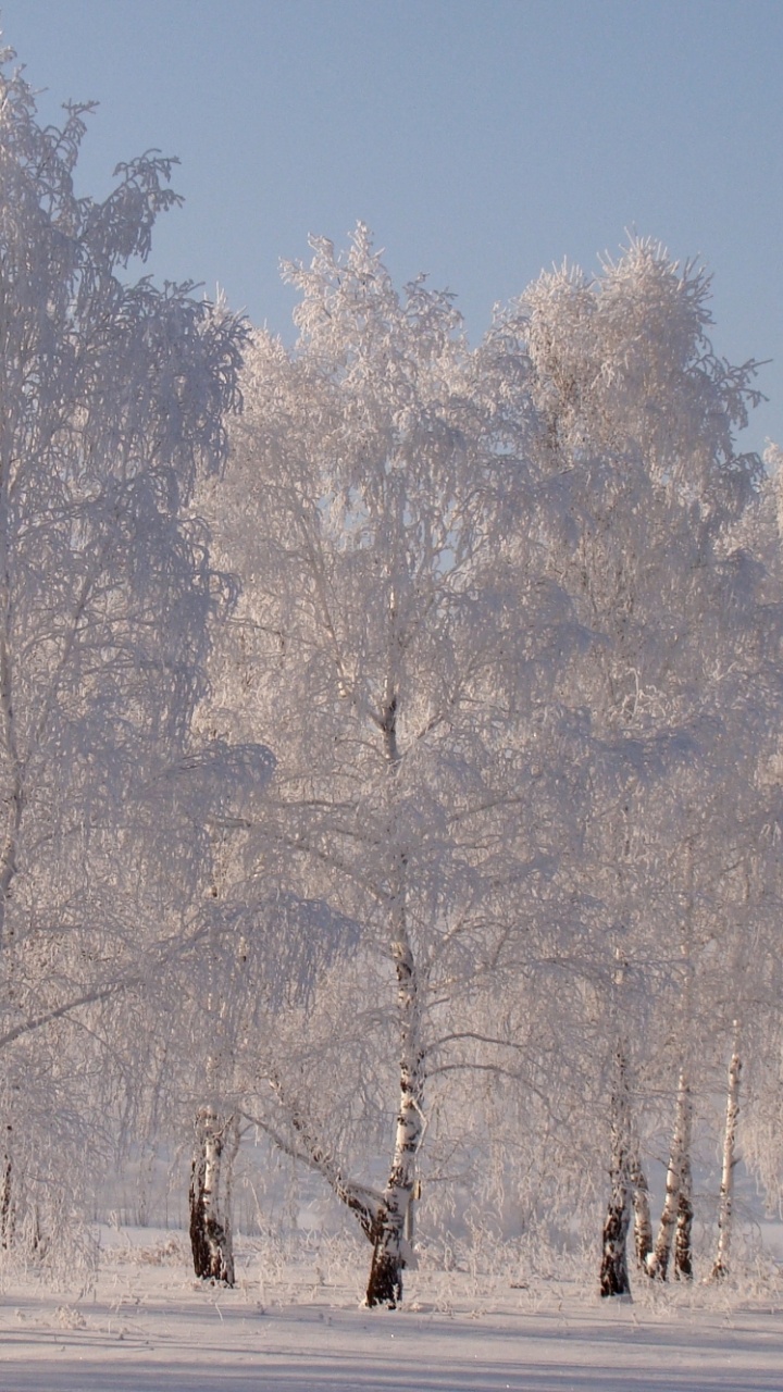 冬天, Birch, 冻结, 木, 早上 壁纸 720x1280 允许