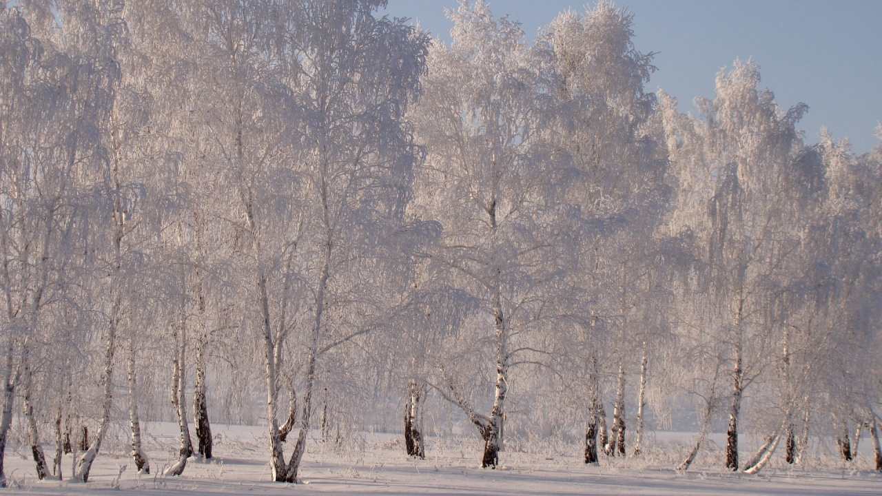 White Trees on White Snow Field During Daytime. Wallpaper in 1280x720 Resolution