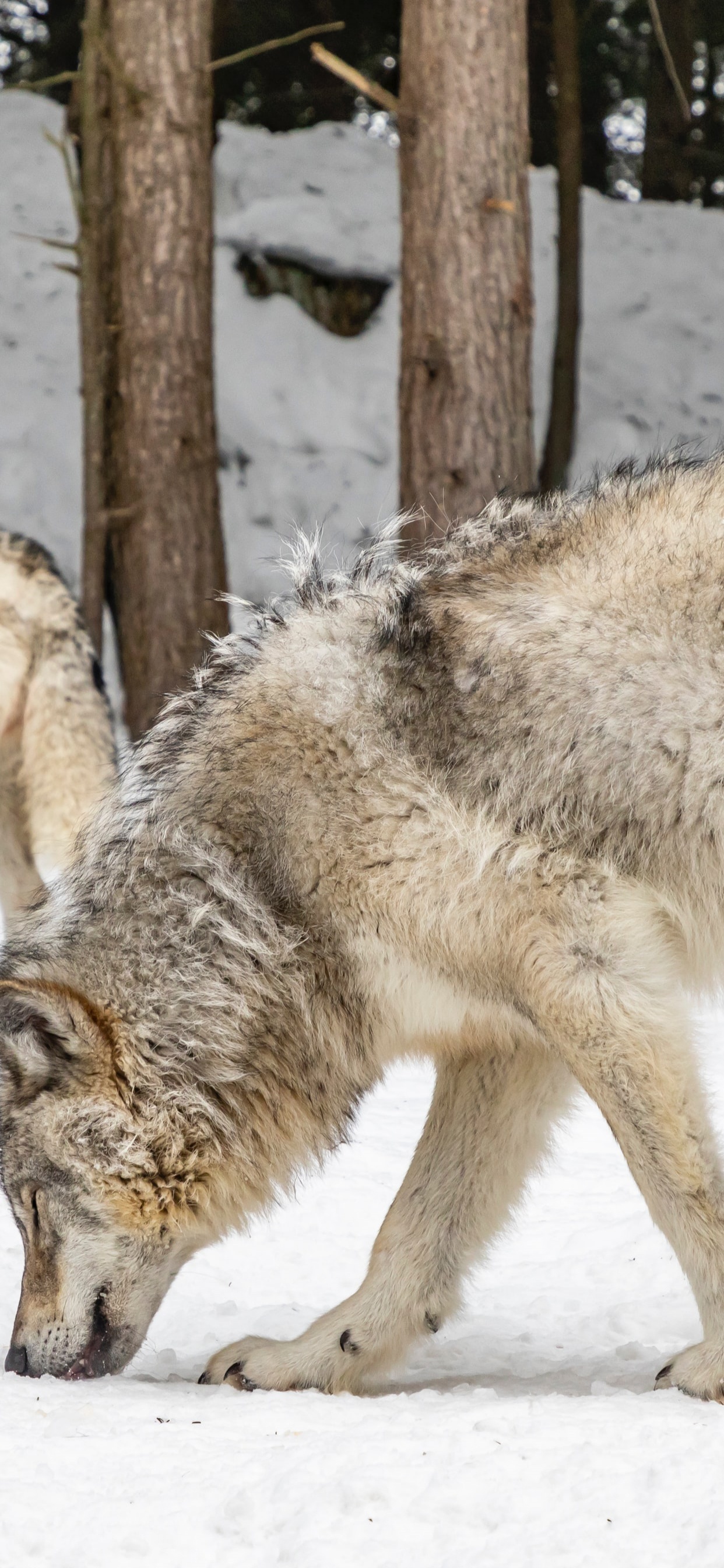Coyote Kingston Ontario, Coyote, Perro, Nieve, Raza de Perro. Wallpaper in 1242x2688 Resolution