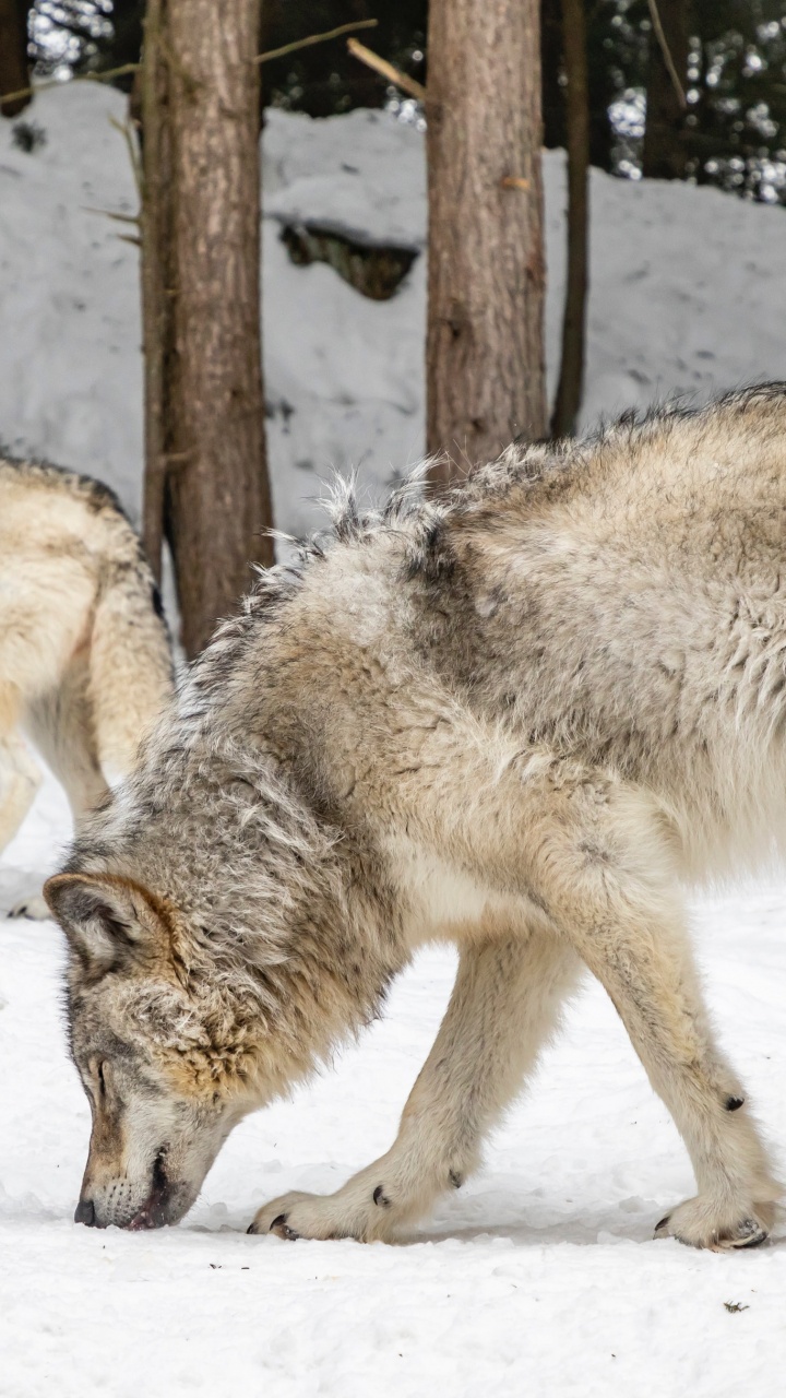 Coyote Kingston Ontario, Coyote, Perro, Nieve, Raza de Perro. Wallpaper in 720x1280 Resolution
