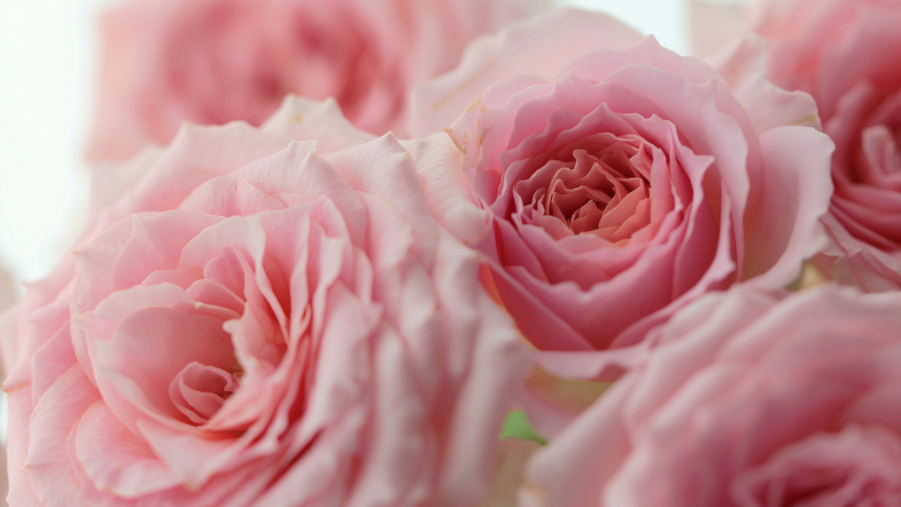 Rosa Rose in Nahaufnahmen. Wallpaper in 1280x720 Resolution