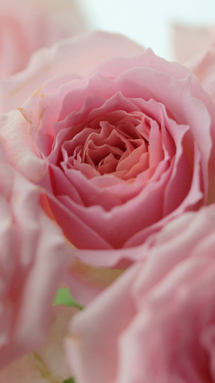 Rosa Rose in Nahaufnahmen. Wallpaper in 750x1334 Resolution