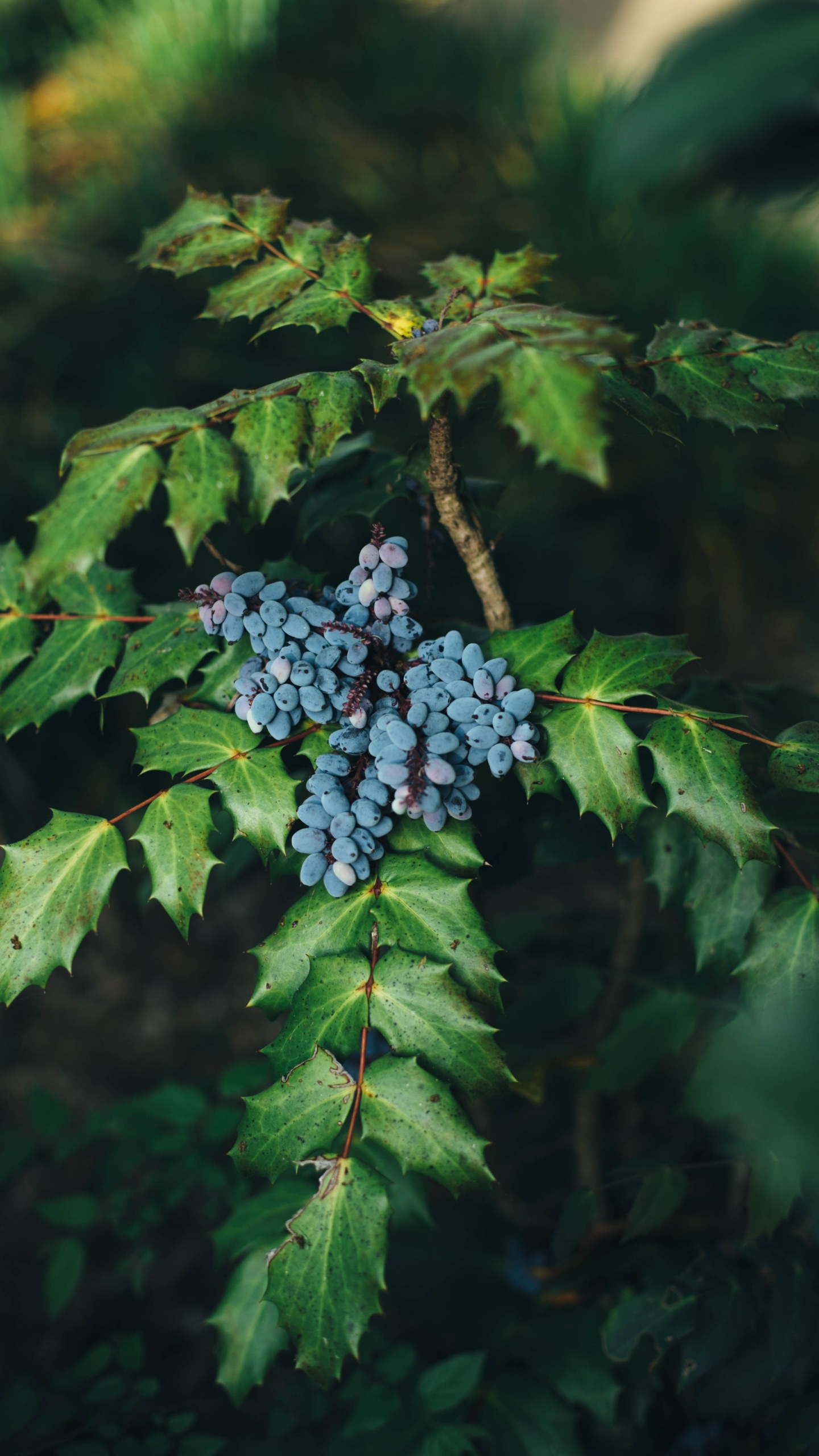 Purple Flower Buds in Tilt Shift Lens. Wallpaper in 1440x2560 Resolution