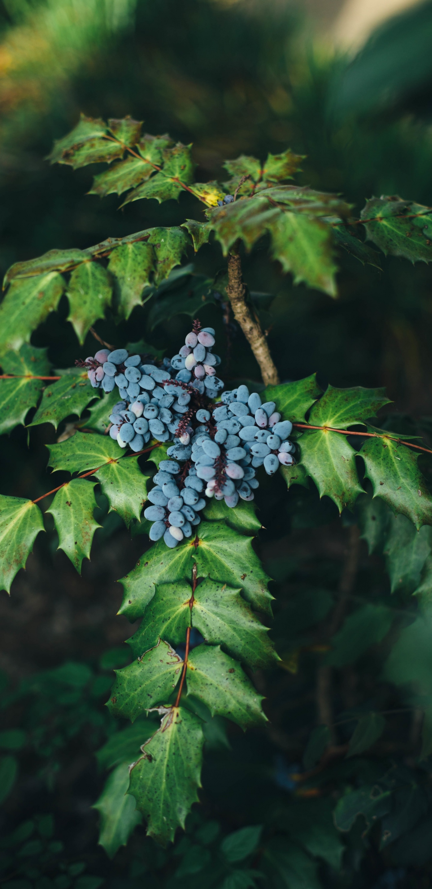 Capullos de Flores de Color Púrpura en la Lente de Cambio de Inclinación. Wallpaper in 1440x2960 Resolution