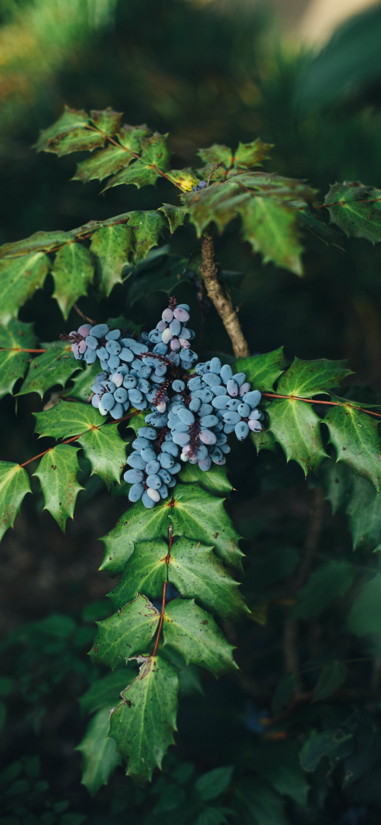 蓝莓, 葡萄, 木本植物, 显花植物, 工厂 壁纸 1242x2688 允许