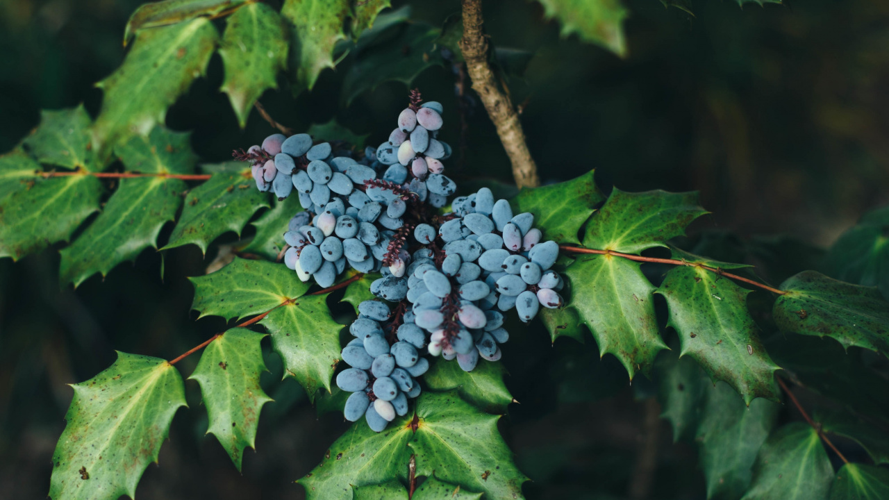蓝莓, 葡萄, 木本植物, 显花植物, 工厂 壁纸 1280x720 允许