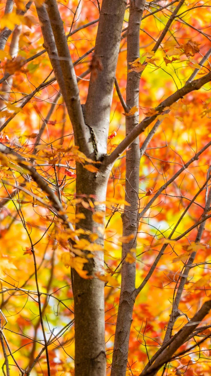 Naturlandschaft, Herbst, Natur, Branch, Laub. Wallpaper in 720x1280 Resolution