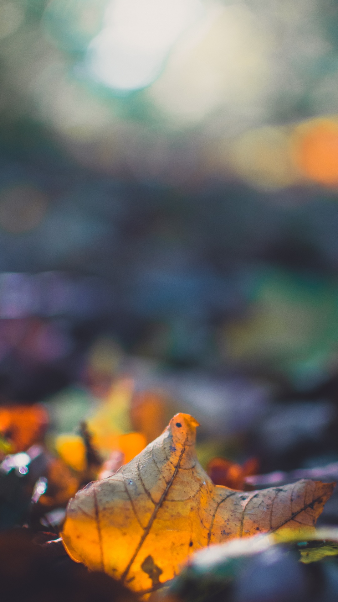 Feuille, Nature, Ciel, Fermer, Printemps. Wallpaper in 1080x1920 Resolution