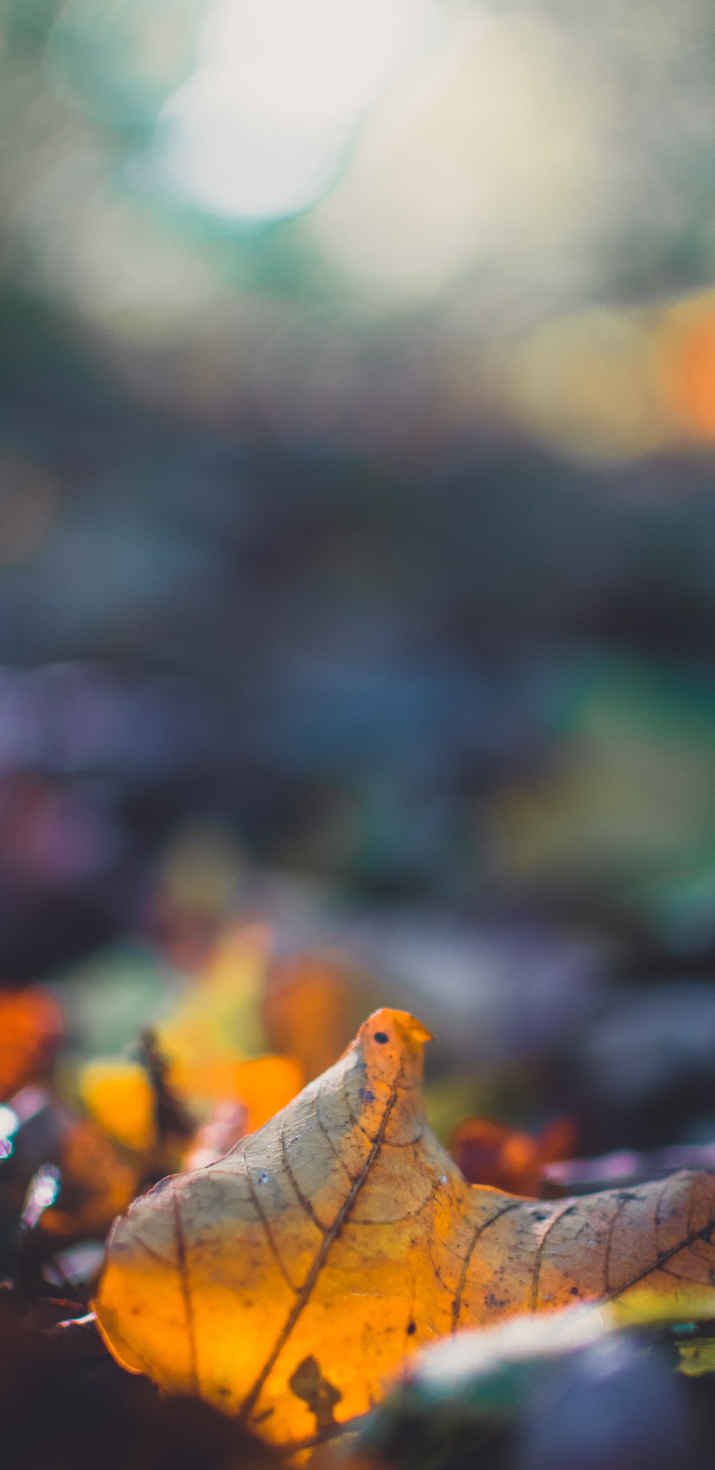 Naturaleza, de Cerca, Fauna, Primavera, Fábrica. Wallpaper in 1440x2960 Resolution