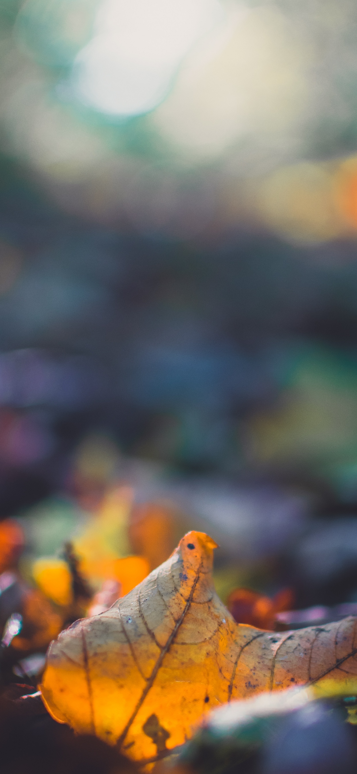 Leaf, Nature, Plant, Sky, Close Up. Wallpaper in 1242x2688 Resolution