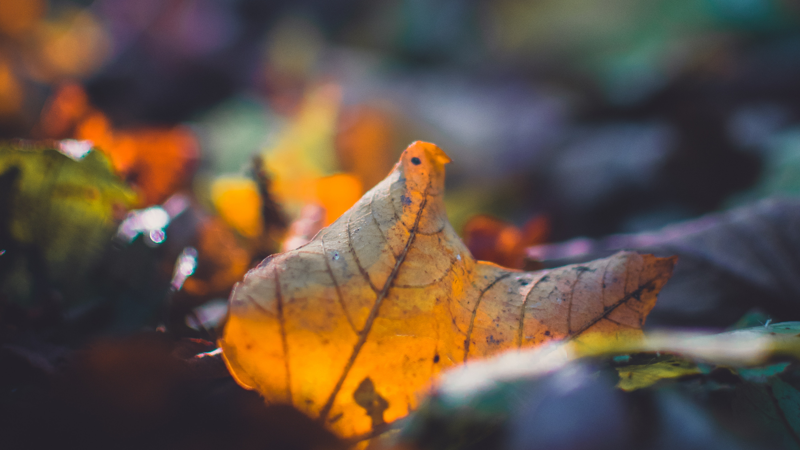 Leaf, Nature, Plant, Sky, Close Up. Wallpaper in 2560x1440 Resolution