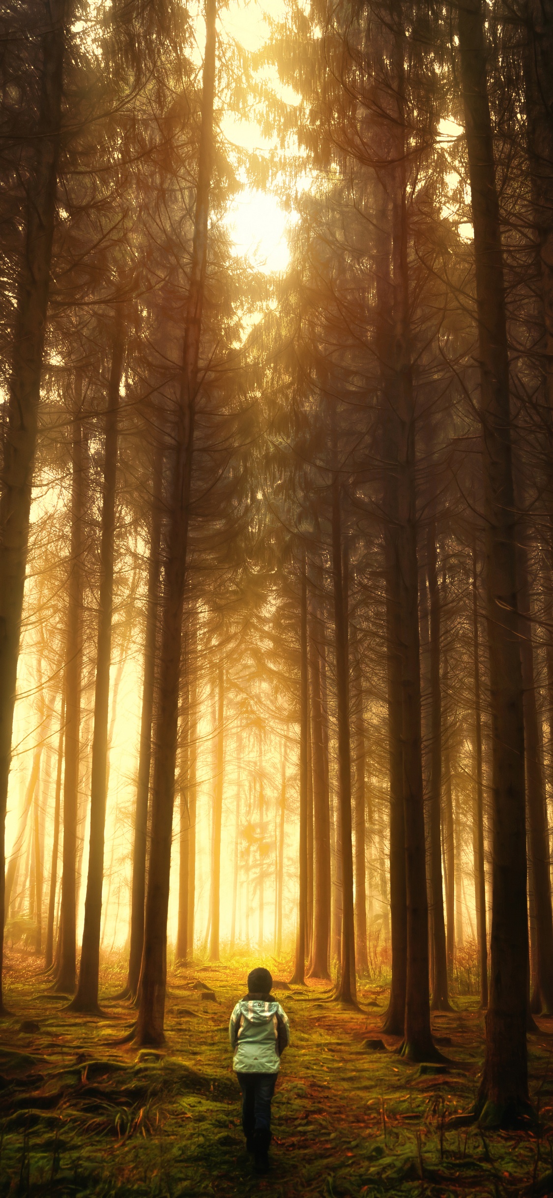 森林, 性质, 林地, 阳光, 光 壁纸 1125x2436 允许