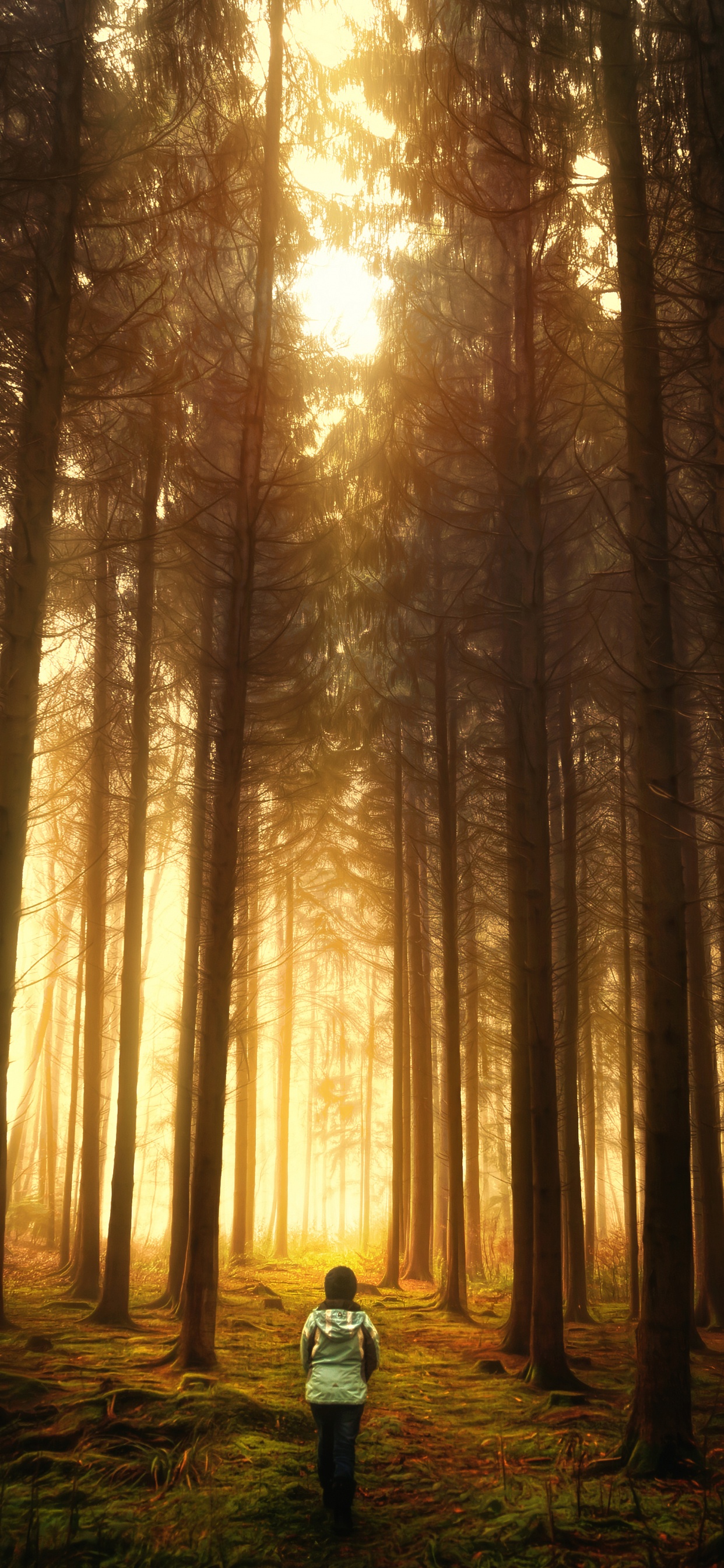 森林, 性质, 林地, 阳光, 光 壁纸 1242x2688 允许
