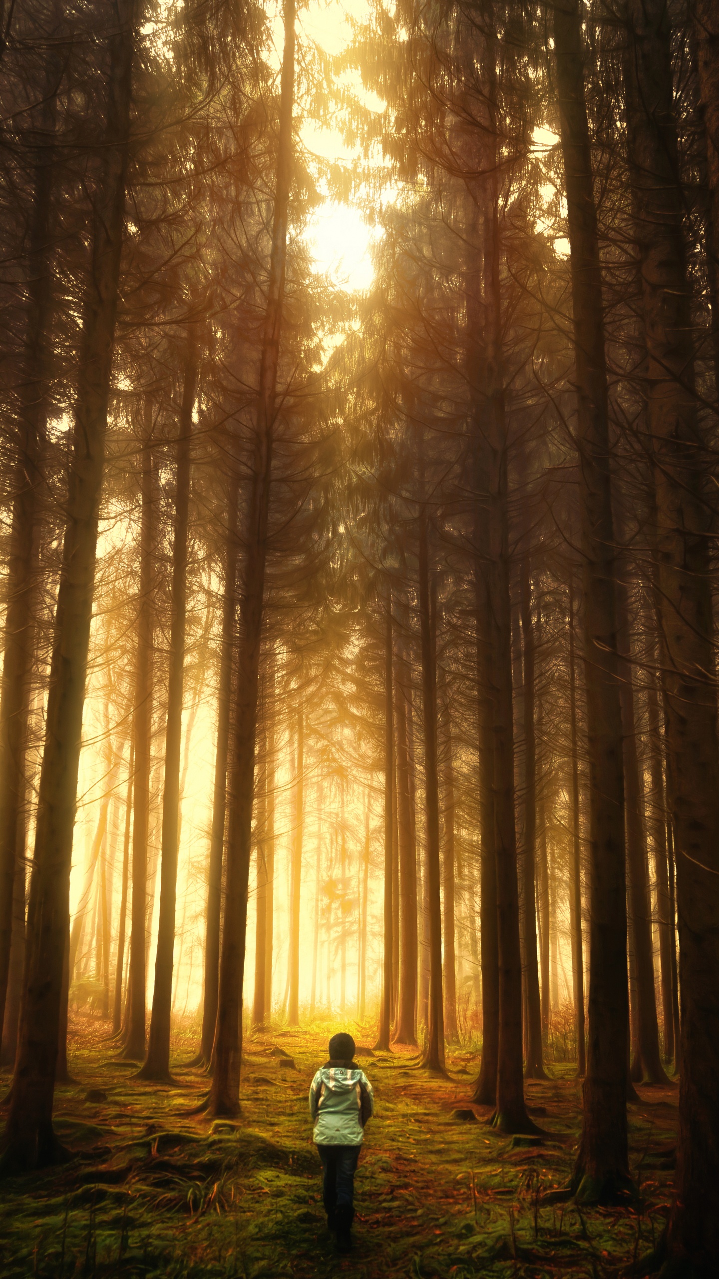 森林, 性质, 林地, 阳光, 光 壁纸 1440x2560 允许