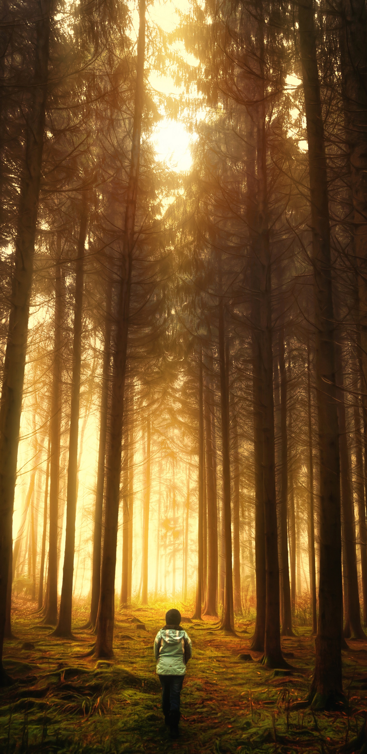 森林, 性质, 林地, 阳光, 光 壁纸 1440x2960 允许