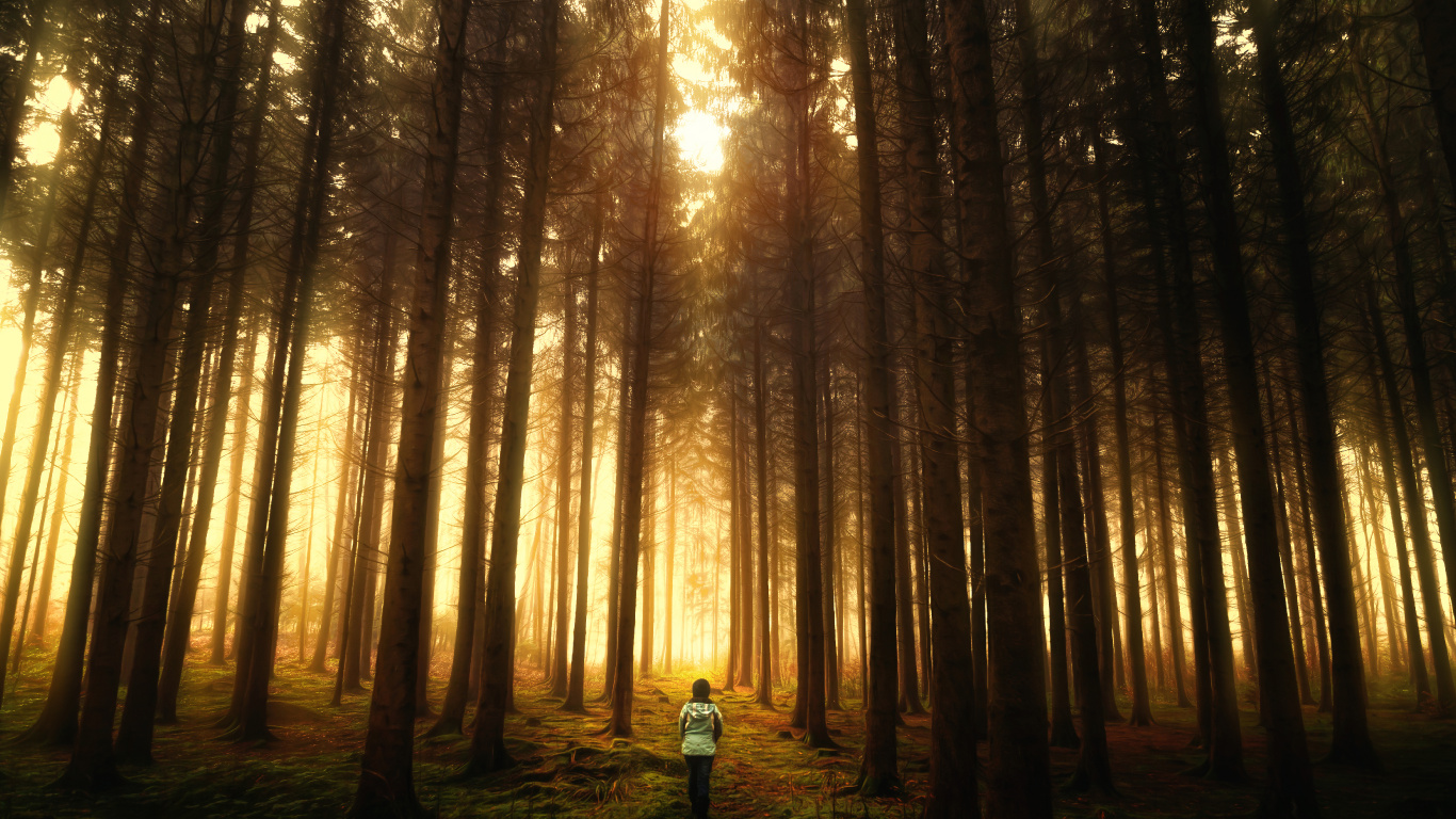 Person in Blue Jacket Standing in The Woods During Daytime. Wallpaper in 1366x768 Resolution