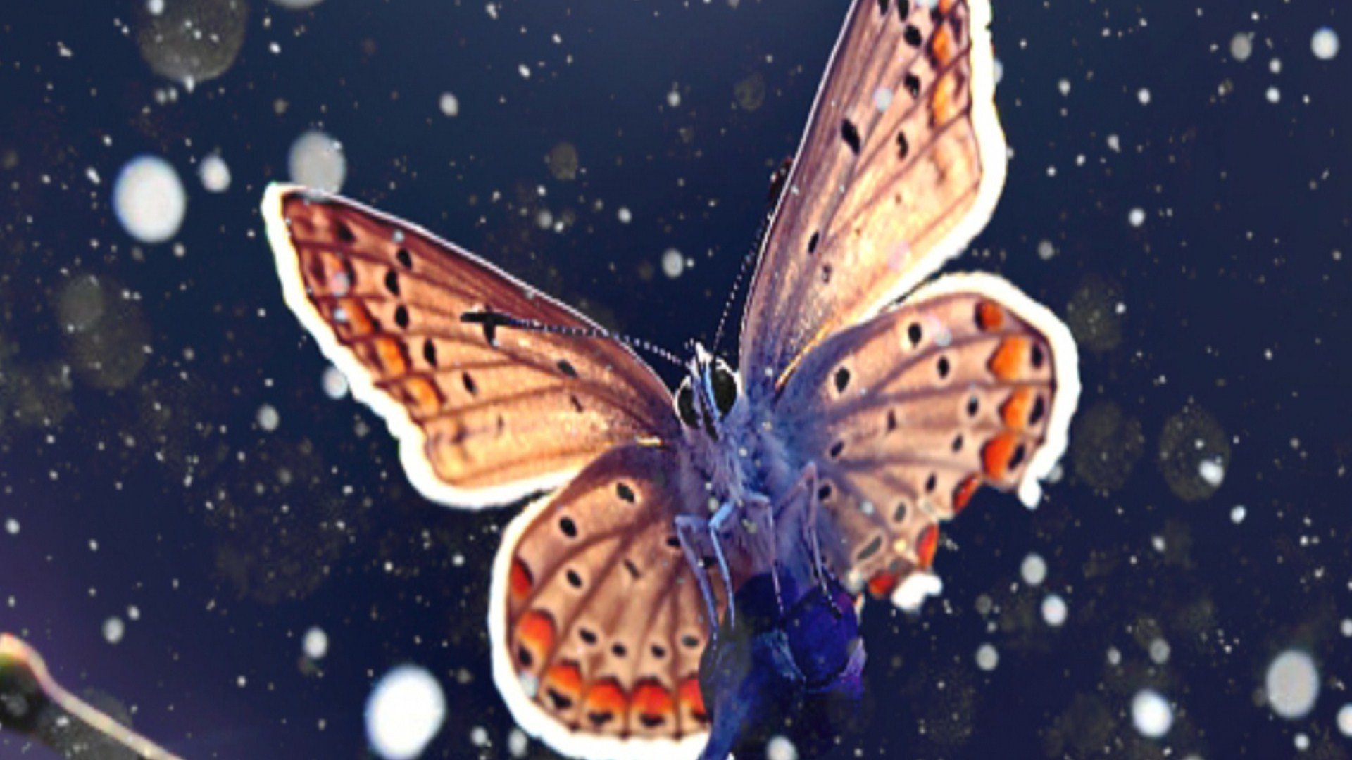 Brauner Und Schwarzer Schmetterling Auf Wasser. Wallpaper in 1920x1080 Resolution