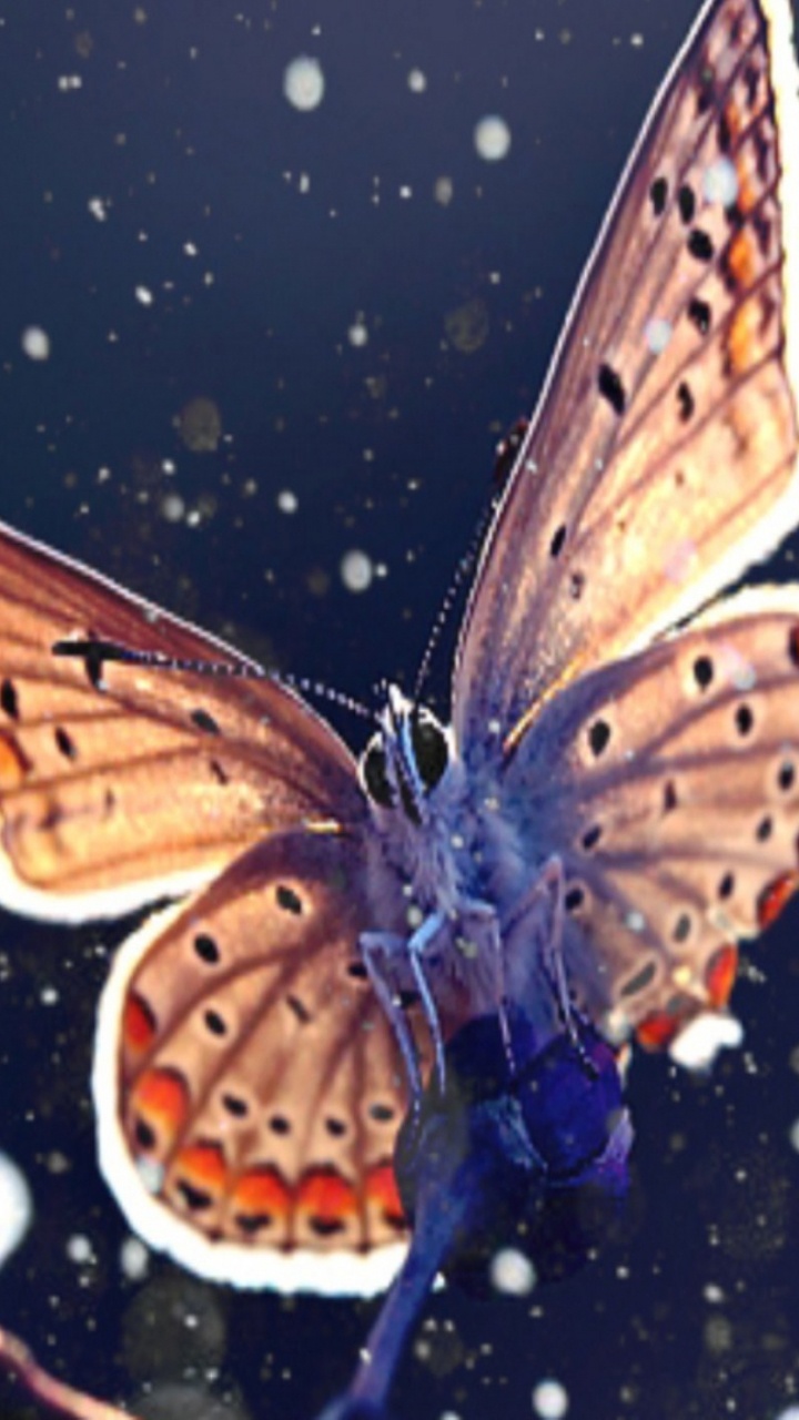 Mariposa Marrón y Negra Sobre el Agua. Wallpaper in 720x1280 Resolution