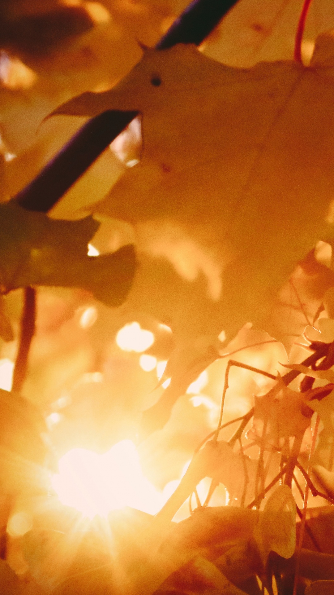 Téléphone, Apple, Brown, Ambre, Orange. Wallpaper in 1080x1920 Resolution