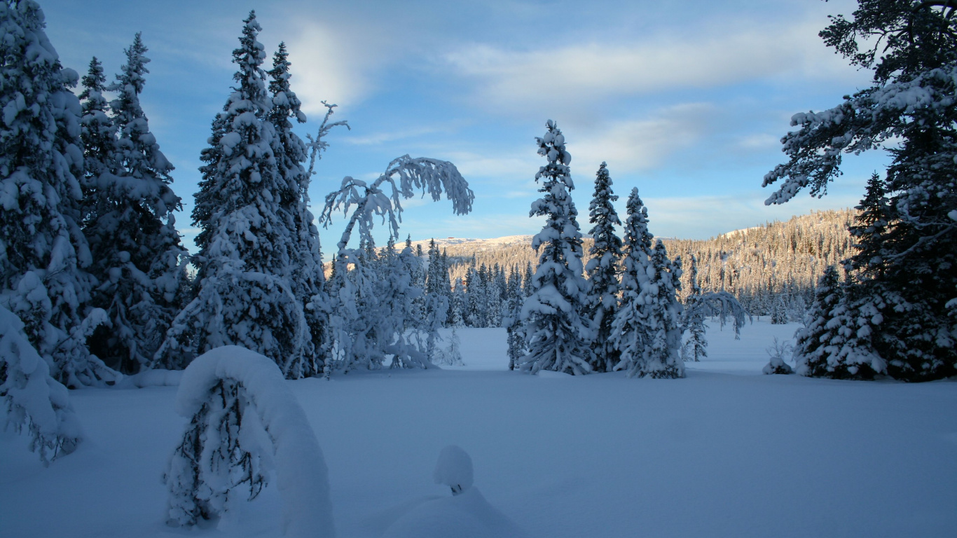 Arbres Couverts de Neige Pendant la Journée. Wallpaper in 1366x768 Resolution