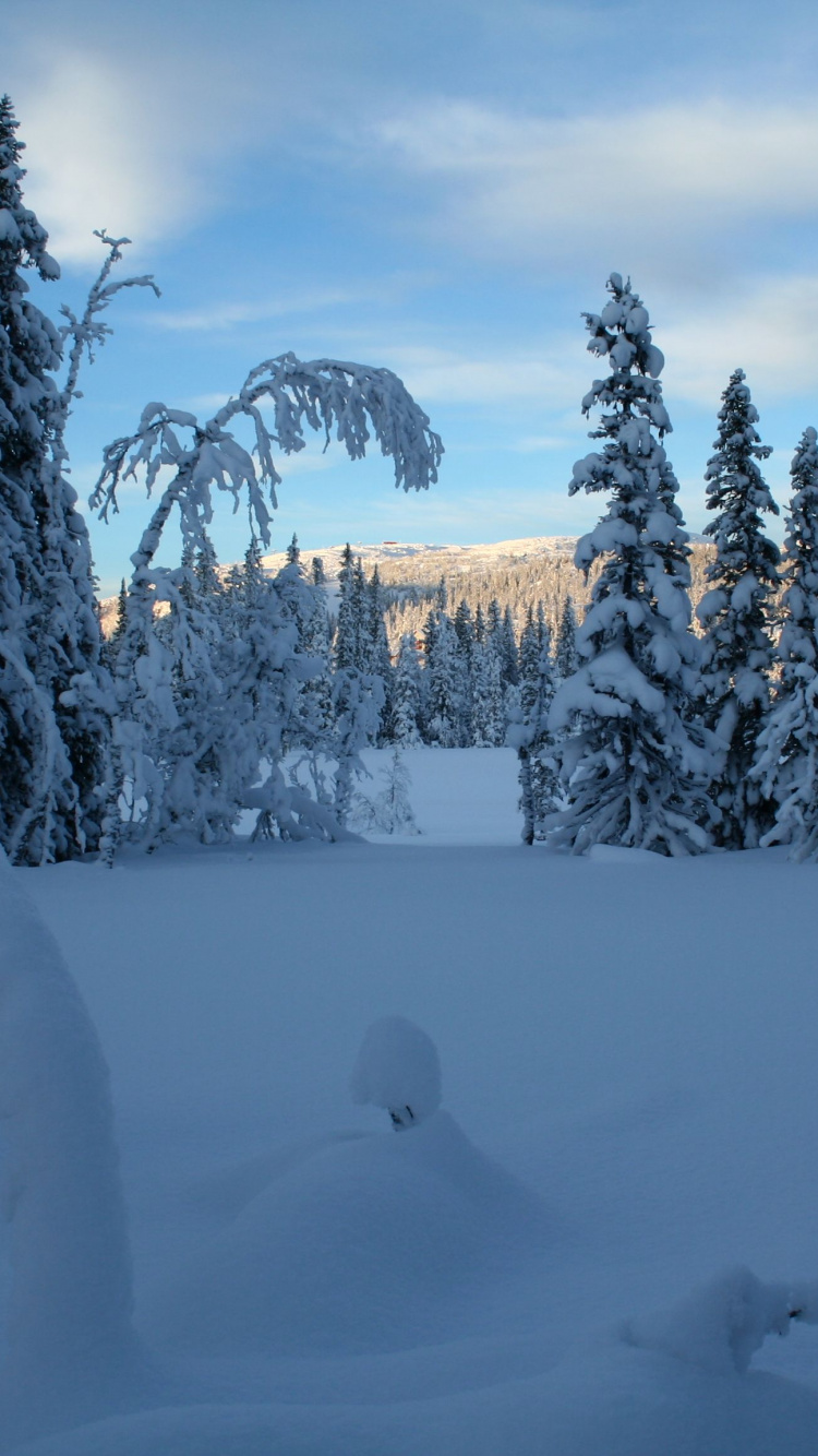 Arbres Couverts de Neige Pendant la Journée. Wallpaper in 750x1334 Resolution