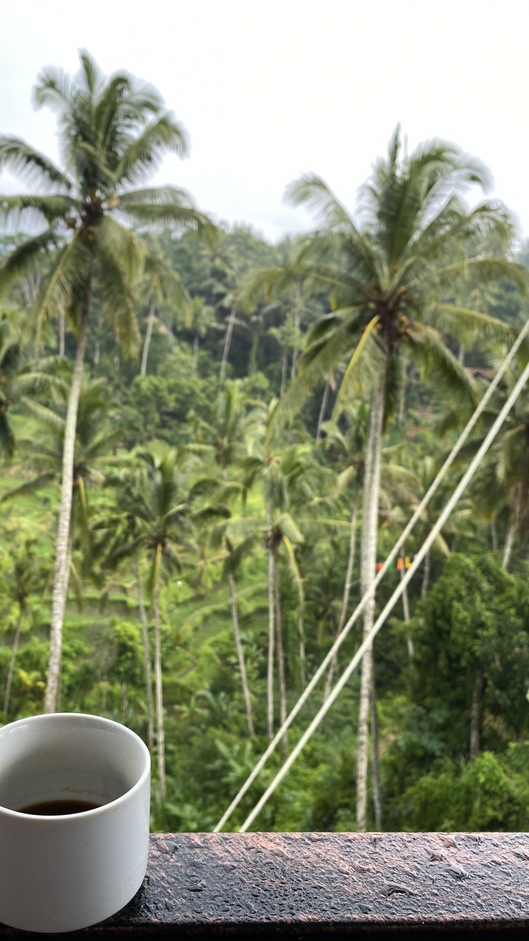 Coconut, Cup, Vegetation, Serveware, Coffee Cup. Wallpaper in 1080x1920 Resolution