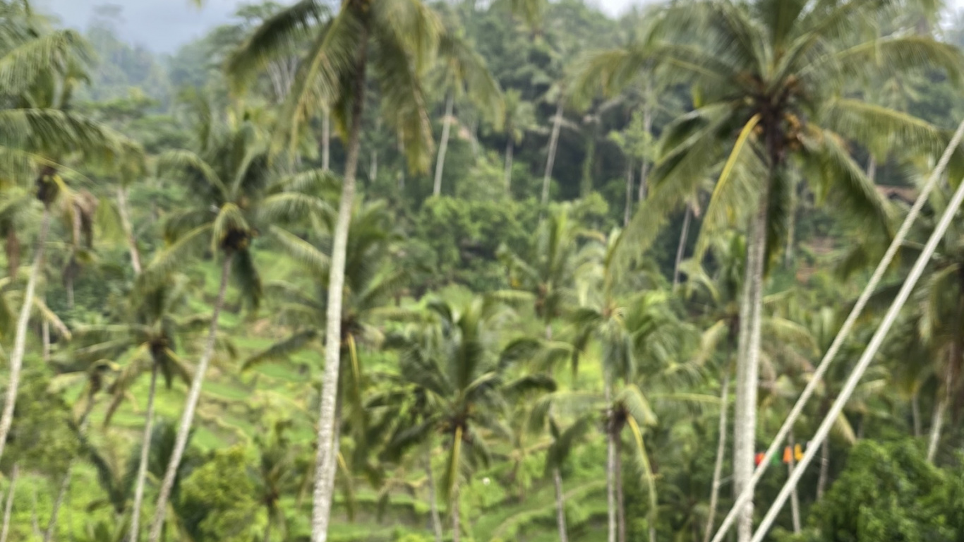 Coconut, Cup, Vegetation, Serveware, Coffee Cup. Wallpaper in 1366x768 Resolution