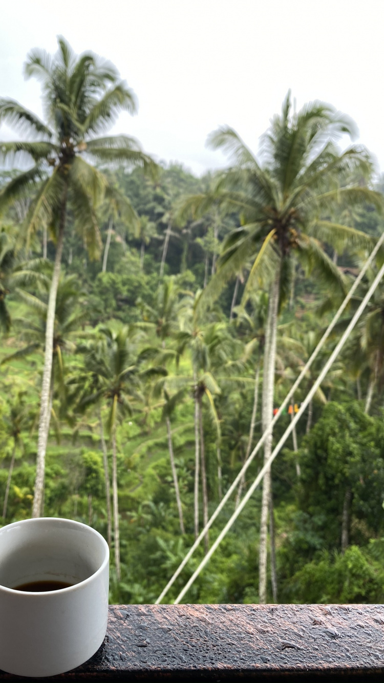 Coconut, Cup, Vegetation, Serveware, Coffee Cup. Wallpaper in 750x1334 Resolution