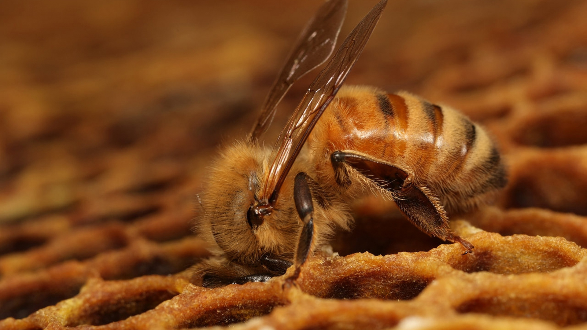 Honey Bee in Close up Photography. Wallpaper in 1920x1080 Resolution