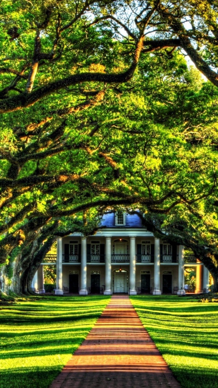 Green and Brown Trees on Green Grass Field During Daytime. Wallpaper in 720x1280 Resolution