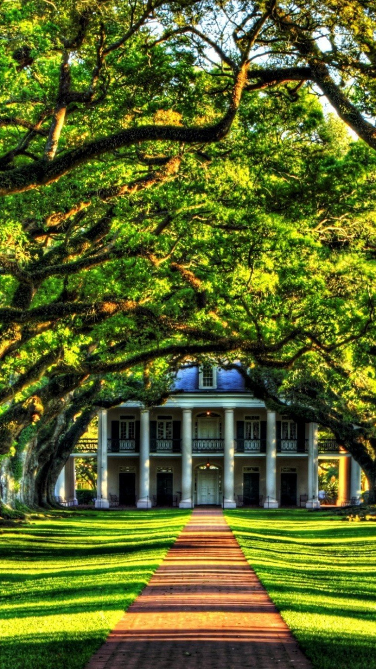 Green and Brown Trees on Green Grass Field During Daytime. Wallpaper in 750x1334 Resolution
